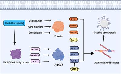 Role of actin-binding proteins in prostate cancer